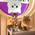 Pet Care Berkelanjutan: Ganti Produk Kimia dengan Bahan Alami dari Alam Indonesia