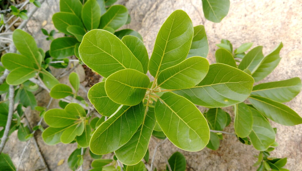 Litsea_glutinosa_Lour._C._B._Rob._1-1024x580 Perumahan Hijau di Indonesia: Integrasikan Tanaman Endemik dalam Taman Perumahan