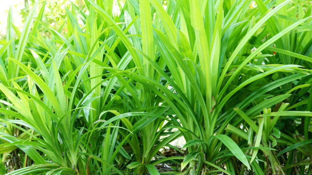 ae12c5060a7db07775b047d97bb5d833-1024x576 Perumahan Hijau di Indonesia: Integrasikan Tanaman Endemik dalam Taman Perumahan