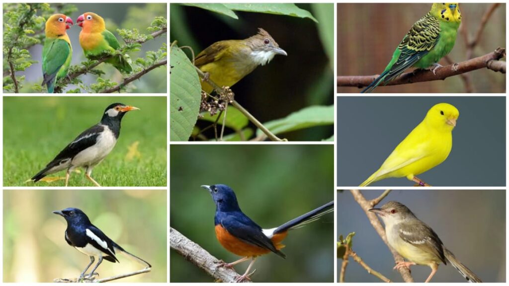 Panduan Merawat Burung Kicau Lokal agar Tetap Sehat dan Aktif di 2025
