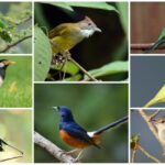 Panduan Merawat Burung Kicau Lokal agar Tetap Sehat dan Aktif di 2025