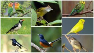 Panduan Merawat Burung Kicau Lokal agar Tetap Sehat dan Aktif di 2025