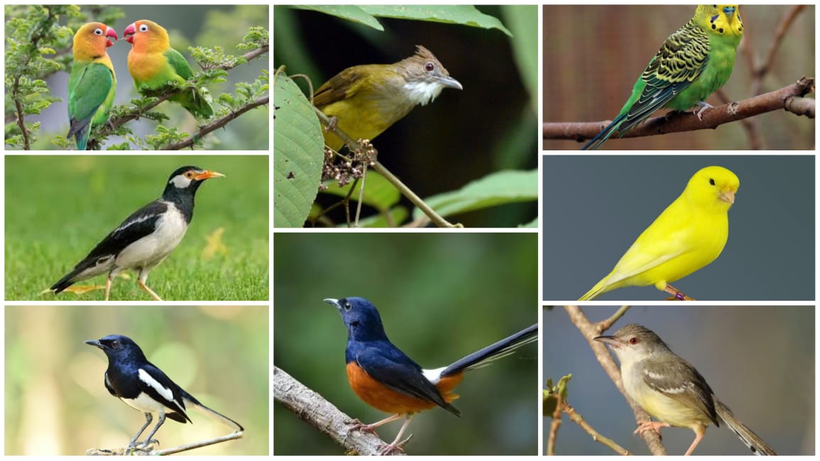 Panduan Merawat Burung Kicau Lokal agar Tetap Sehat dan Aktif di 2025