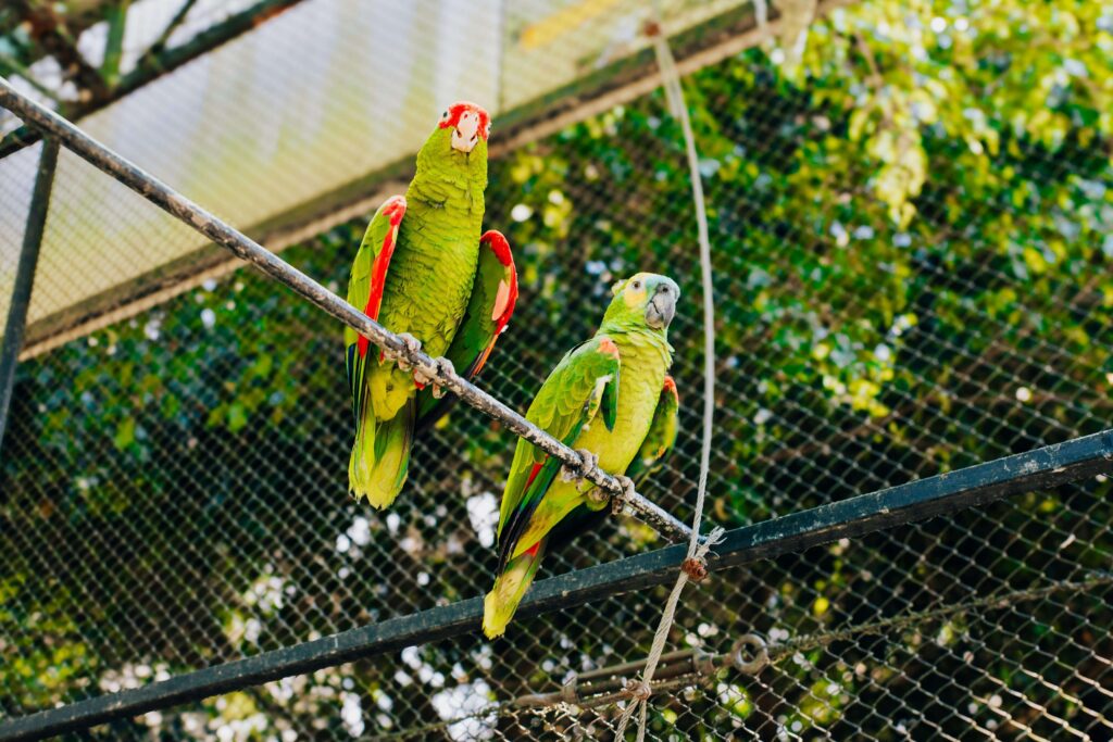 Rawat Burung Kicau dengan Paham Alam: Hindari Tangkapan Liar, Dukung Penangkaran