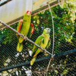 Rawat Burung Kicau dengan Paham Alam: Hindari Tangkapan Liar, Dukung Penangkaran