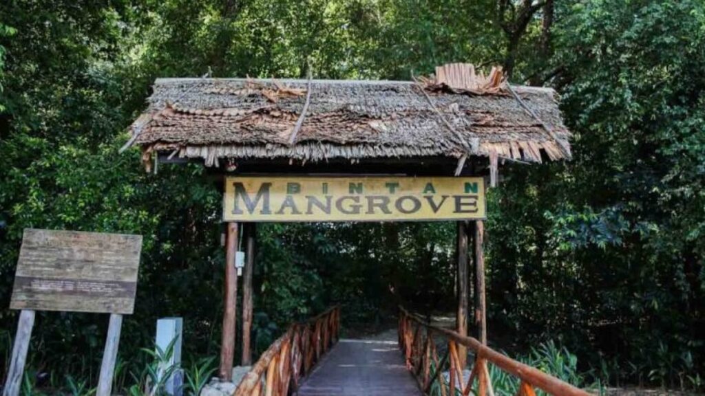 Ekowisata di Hutan Mangrove Bintan: Aktivitas Seru yang Juga Lindungi Ekosistem