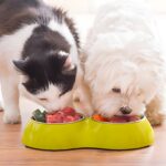 Makanan Alami untuk Kucing dan Anjing: Resep dari Bahan Lokal yang Ramah Lingkungan