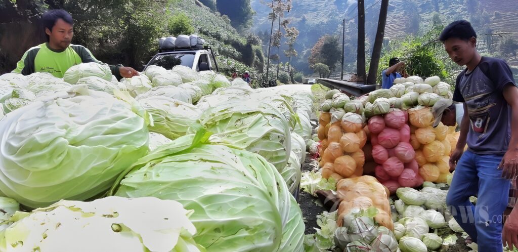 Sehari Bersama Petani Organik di Dieng: Menanam dengan Hati, Bukan Hanya Laba