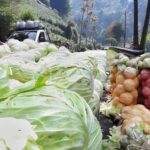 Sehari Bersama Petani Organik di Dieng: Menanam dengan Hati, Bukan Hanya Laba