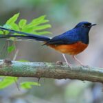 5 Burung Indonesia dengan Kicauan Paling Merdu