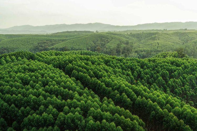 Solusi Nyata untuk Mengurangi Dampak Perubahan Iklim di Indonesia