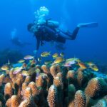 Menyelami Keindahan Terumbu Karang di Raja Ampat: Surga Bawah Laut yang Wajib Dijaga