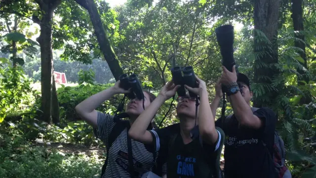 Panduan "Birdwatching" untuk Pemula: Mengenal Burung-Burung Endemik di Hutan Kota