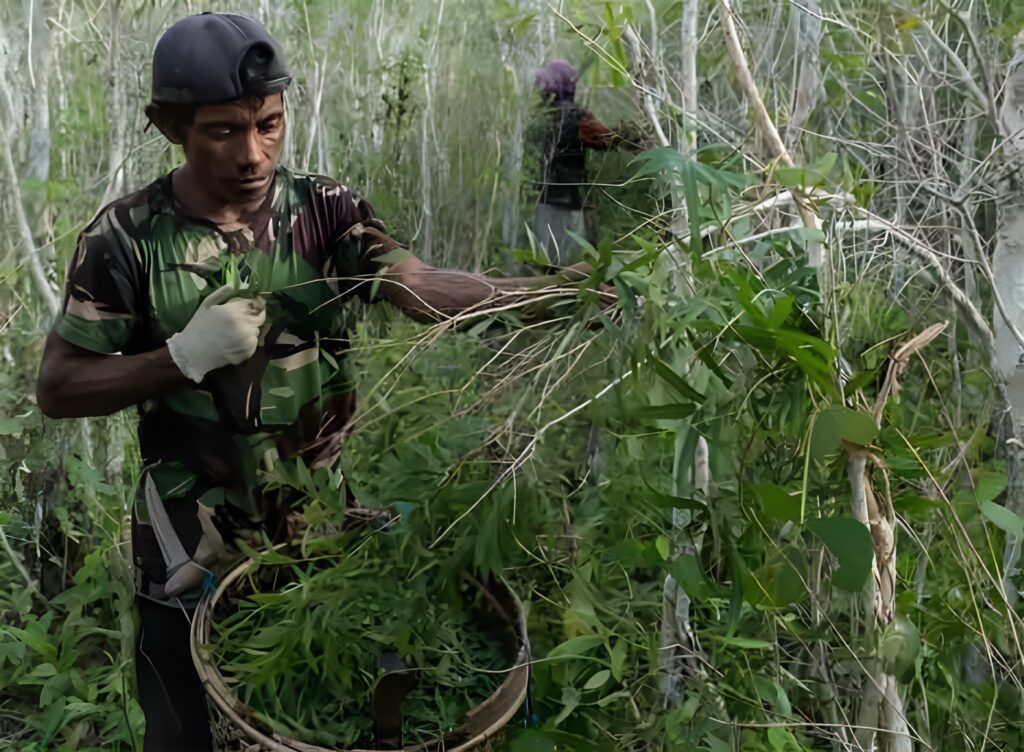 Manfaat Minyak Kayu Putih dari Hutan Maluku untuk Kesehatan Pernapasan