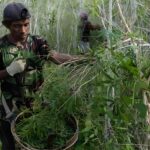 Manfaat Minyak Kayu Putih dari Hutan Maluku untuk Kesehatan Pernapasan