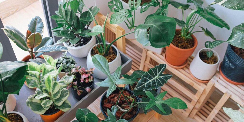 Memilih Tanaman Native untuk Taman Rumah: Lebih Hemat Air dan Ramah Lingkungan