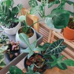 Memilih Tanaman Native untuk Taman Rumah: Lebih Hemat Air dan Ramah Lingkungan