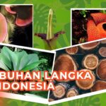 6 Tanaman Langka yang Bisa Ditemui di Indonesia