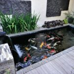 Mendesain Kolam Ikan Mini di Halaman: Menciptakan Mikro-Habitat untuk Keanekaragaman Hayati
