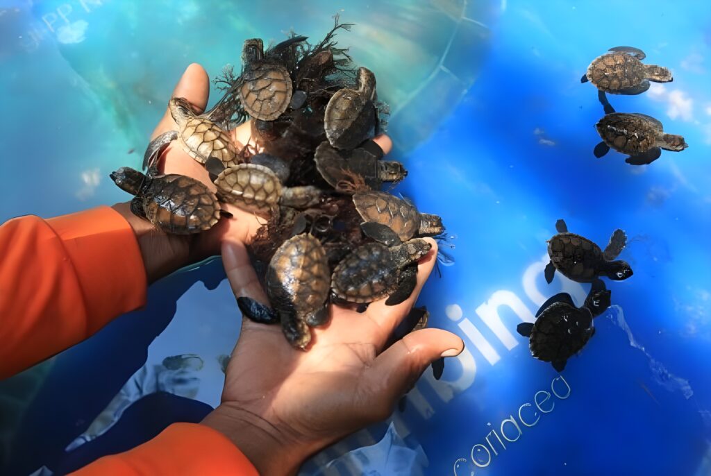 Strategi Pelestarian Penyu Hijau: Menyelamatkan Satwa Laut dari Kepunahan