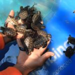 Strategi Pelestarian Penyu Hijau: Menyelamatkan Satwa Laut dari Kepunahan