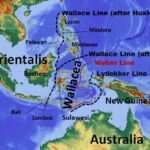 Garis Wallace Ditemukan Membelah RI 160 Tahun Lalu, Alasannya Kini!