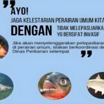 Sederet Ikan Invasif yang Dilarang Dipelihara di Indonesia