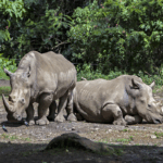5 Taman Nasional di Daftar Warisan Dunia UNESCO dan ASEAN
