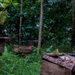 Ungkap Cara Panen Madu Hutan dari Adat Masyarakat Baduy