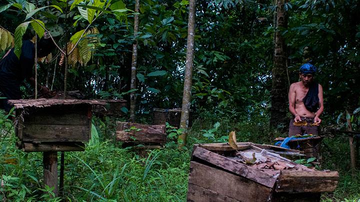 Ungkap Cara Panen Madu Hutan dari Adat Masyarakat Baduy