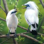 Burung Jalak Bali: Habitat, Ciri-ciri, Keunikan, Makanan, Fakta Menariknya