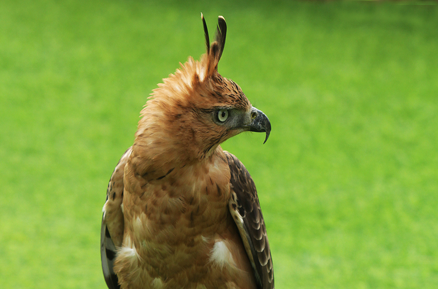 Elang Jawa: Fakta Sains, Habitat, dan Mitos Penjelmaan Garuda