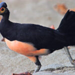 Burung Maleo, Endemik Sulawesi yang Terancam Punah