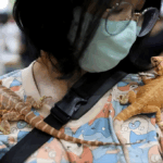 Memelihara Reptil di Indonesia, Apakah Aman?