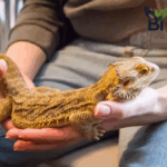 Cara Merawat Peliharaan Reptil yang Aman