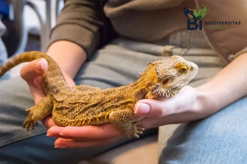Cara Merawat Peliharaan Reptil yang Aman