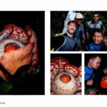 Penemuan Rafflesia Hasseltii: Mengapa Peran Ilmuwan Indonesia Tidak Bisa Digantikan