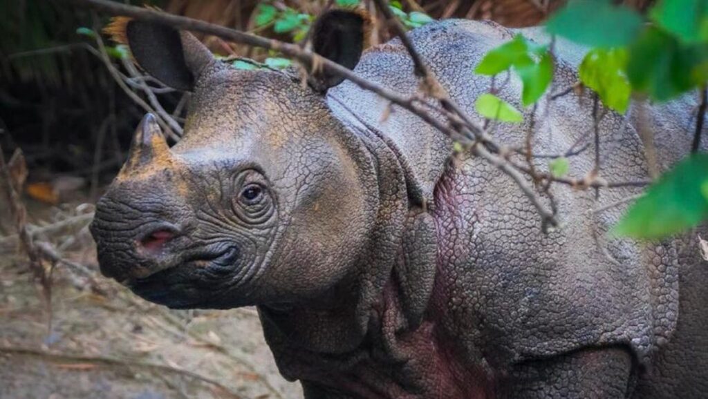 5 Satwa yang Terancam Punah di Indonesia, Kamu Pernah Lihat?
