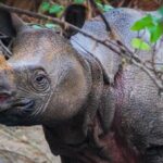 5 Satwa yang Terancam Punah di Indonesia, Kamu Pernah Lihat?