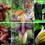 5 Hewan Asli Pulau Sumatra, Ada yang Terancam Punah