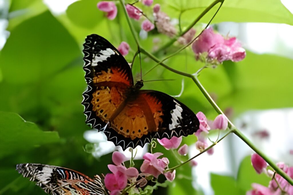 Studi Ungkap Cara Memperbanyak Kupu-kupu di Lahan Pertanian
