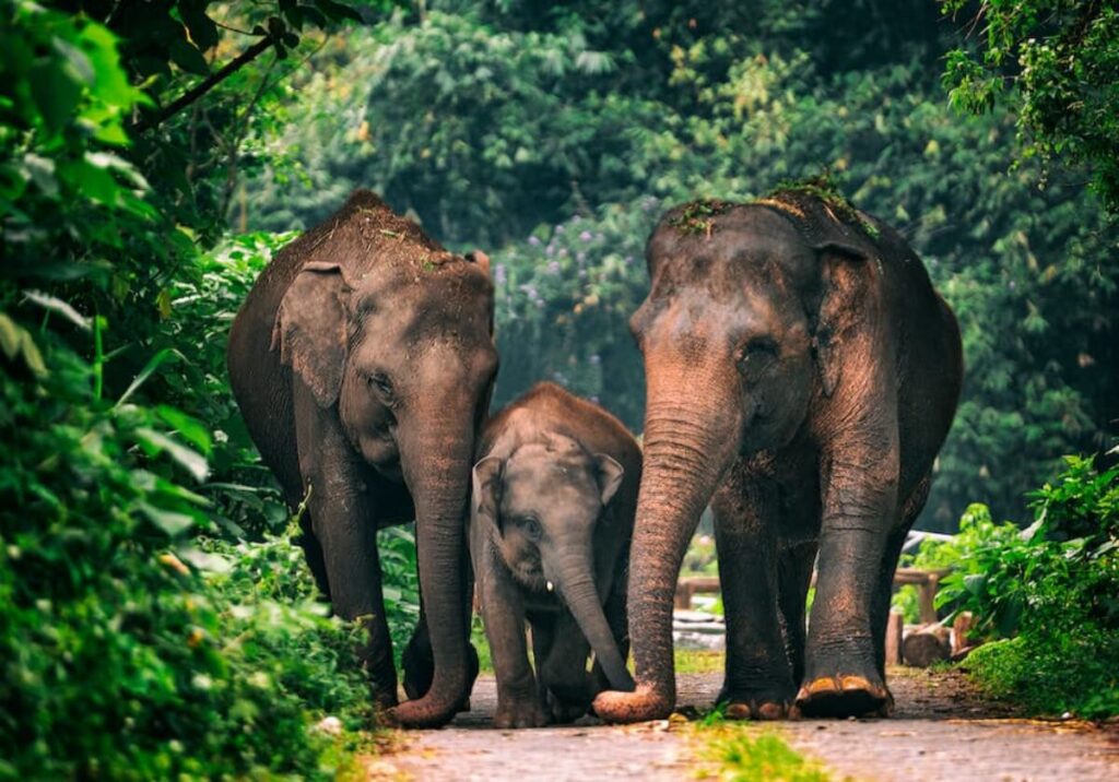 7 Pelajaran Penting Konservasi Gajah Sumatra dari Suara Hutan Indonesia