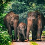 7 Pelajaran Penting Konservasi Gajah Sumatra dari Suara Hutan Indonesia