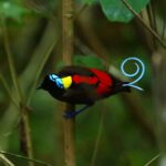 Burung Cendrawasih Wilson yang Hanya Ditemukan di Raja Ampat