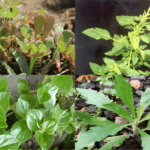 Tumbuhan Liar Indonesia yang Ternyata Memiliki Manfaat Medis Tinggi