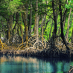 Rahasia Hutan Mangrove yang Ternyata Bisa Melindungi Pesisir dari Bencana