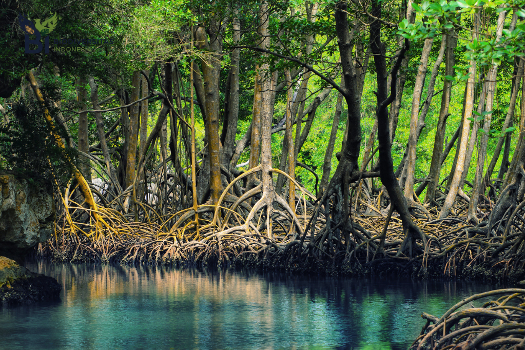 Rahasia Hutan Mangrove yang Ternyata Bisa Melindungi Pesisir dari Bencana
