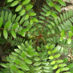 Tanaman Ajaib dari Dataran Tinggi yang Punya Khasiat Anti-Inflamasi