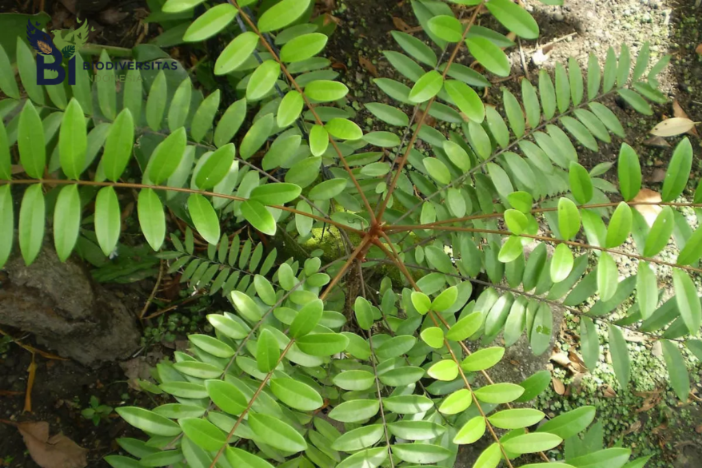 Tanaman Ajaib dari Dataran Tinggi yang Punya Khasiat Anti-Inflamasi