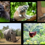 Kenapa Banyak Hewan Punah di Indonesia? Simak Penyebab dan Contoh Kasusnya